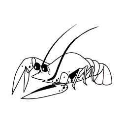 Crayfish 1