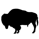 bison