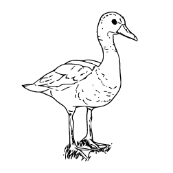 Duck