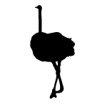 Ostrich