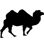 Camel 1