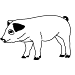 Pig 1