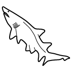 Shark